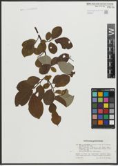 Foto von Salix appendiculata Vill. x Salix caprea L.